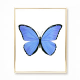 Watercolor Butterfly Paintings - Collection of 9 Art Prints