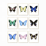 Watercolor Butterfly Paintings - Collection of 9 Art Prints