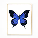 Watercolor Butterfly Paintings - Collection of 9 Art Prints