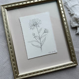 Daisy Floral Sketch