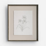 Iris Sketch I