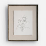 Iris Sketch I