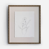 Moon Flower Sketch