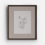 Pansy Floral Sketch