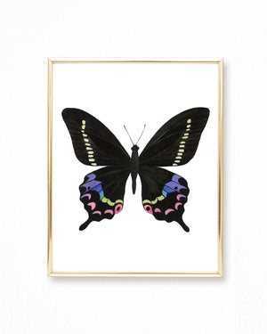 Watercolor Black & Rainbow Butterfly Painting - Papilio krishna butterfly - Art Print