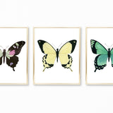 Watercolor Butterfly Paintings - Set of 3 Art Prints