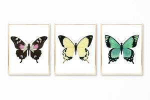 Watercolor Butterfly Paintings - Set of 3 Art Prints