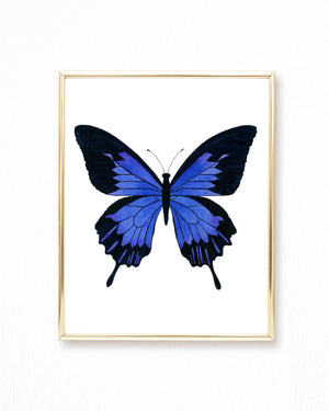 Watercolor Dark Blue Butterfly Painting - Papilio ulysses butterfly - Art Print