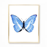 Watercolor Light Blue and White Butterfly Painting - Morpho cypris butterfly - Art Print