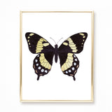 Watercolor Black Yellow Red Butterfly Painting - Papilio homerus butterfly - Art Print