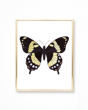 Watercolor Black Yellow Red Butterfly Painting - Papilio homerus butterfly - Art Print
