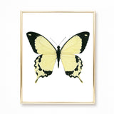 Watercolor Yellow and Black Butterfly Painting - Papilio dardanus butterfly - Art Print