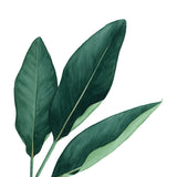Tropical Leaves V Watercolor Painting - Art Print