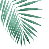 Tropical Palm Leaf Watercolor Painting - Art Print